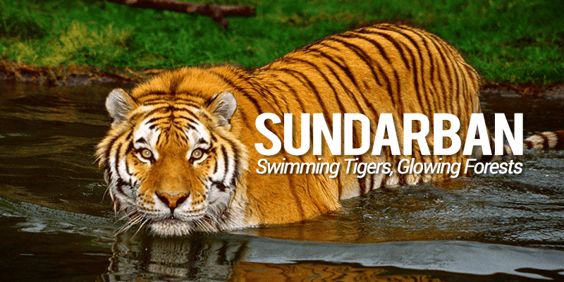 Kolkata to Sundarban & Full day Sightseeing.