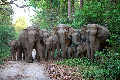 Half day Local Sightseeing  near to (Jungle Safari to be done optionally).