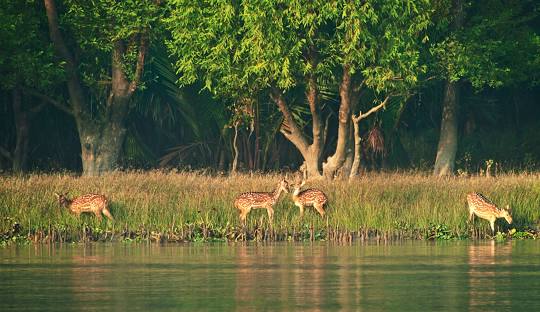 A Day Excursion to Sundarban
