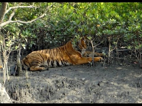 Jungle Journey to Sundarban.